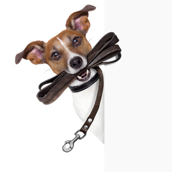 Über Hundeleinen, Halsbänder und Geschirre