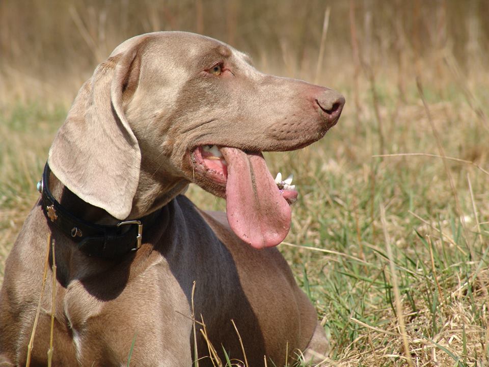 Rückruf trainieren – Tipps und Infos vom Hundetrainer