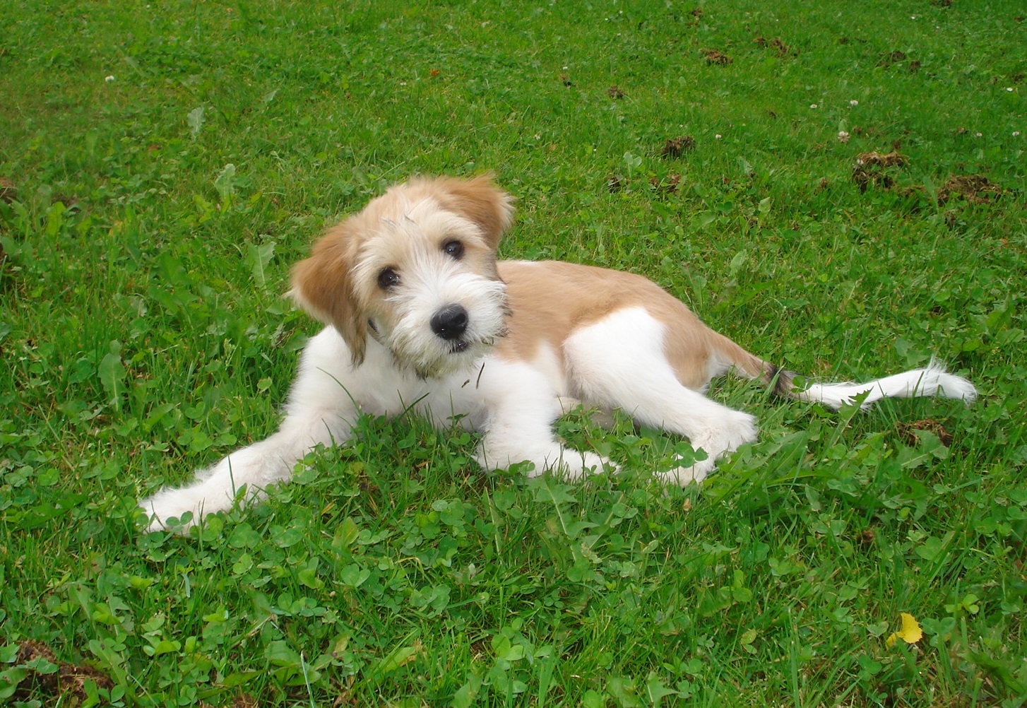 Kromfohrländer Leben mit Hund