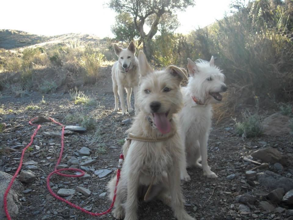 Lucky, Kimba und Emma Juni 2013