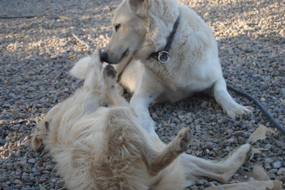 Lucky und Emma1