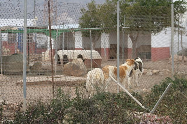 Tierschutz Spanien: Tierheim La Mojonera in Roquetas de Mar
