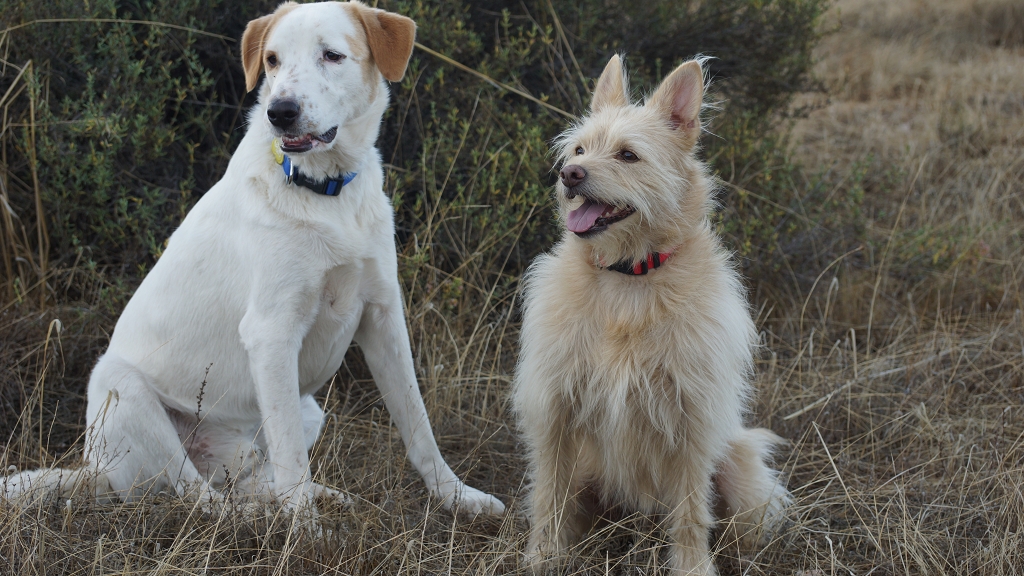 Verantwortung als Hundehalter: Teil 3 – Gesundheit und Bedürfnisse des Hundes