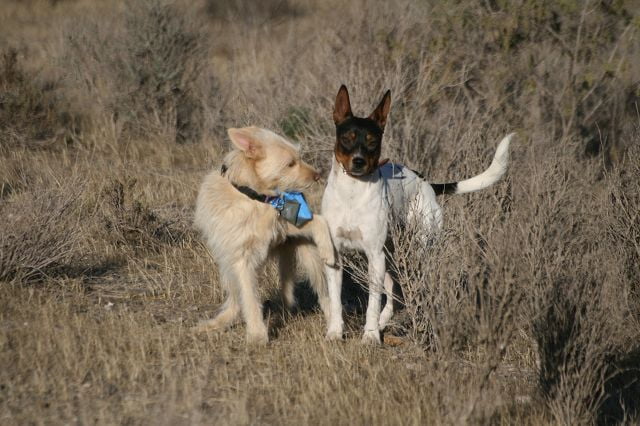 Hunde verstehen lernen: Beschwichtigungssignale beim Hund
