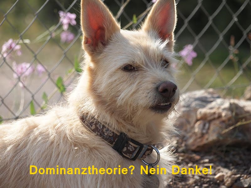 Hundeerziehung: Dominanztheorie bitte löschen