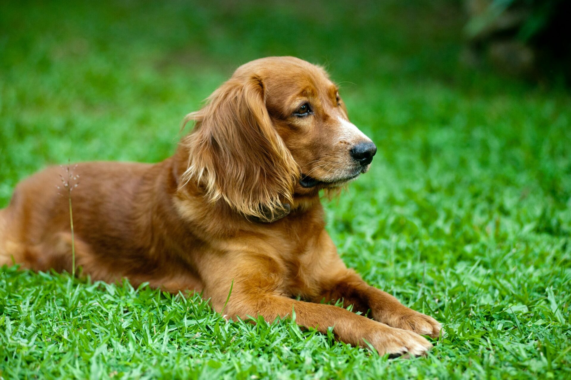 Arthrose beim Hund – was hilft wirklich?