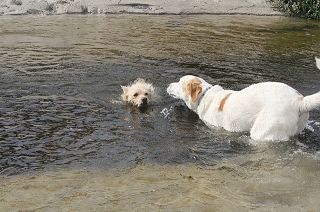 Was ist eine Wasservergiftung beim Hund?
