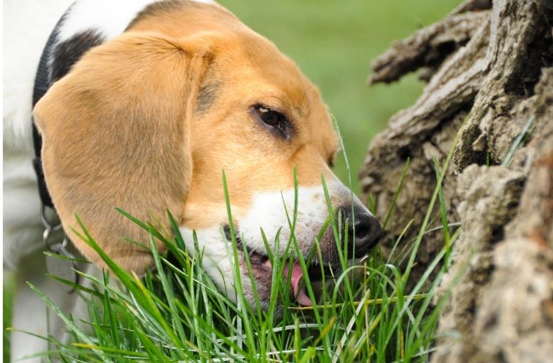 Mein Hund frisst Gras – warum macht der das?