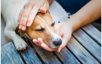 Das Vestibularsyndrom beim Hund – ist kein (!) Schlaganfall