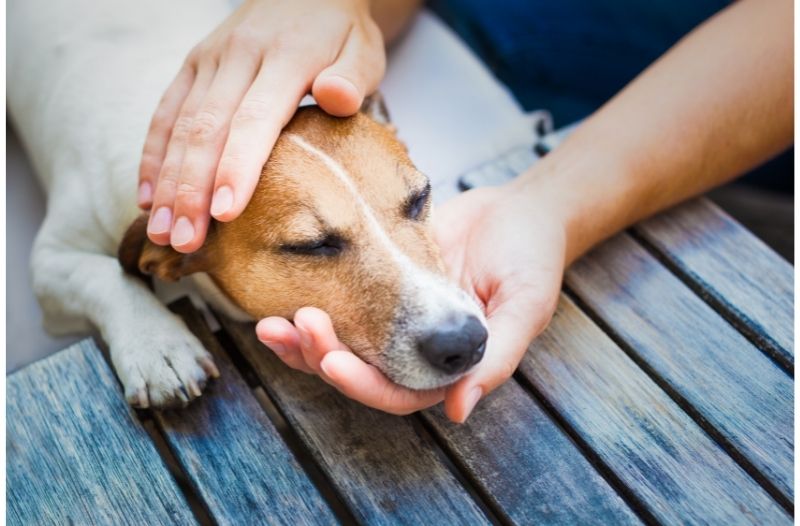 Das Vestibularsyndrom beim Hund – ist kein (!) Schlaganfall