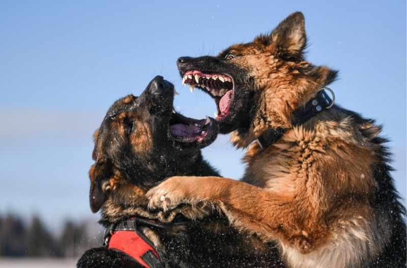 Hunde verstehen: Was ist ein Kommentkampf?