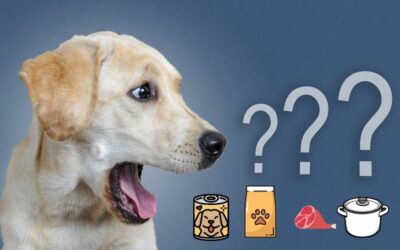 Trockenfutter, Nassfutter, Barf – welches Hundefutter ist das Beste?