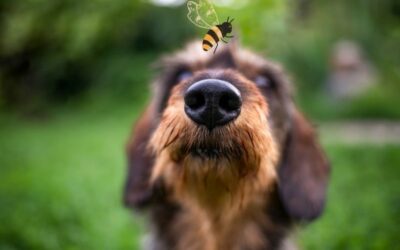 Bienenstich beim Hund – was ist zu tun?
