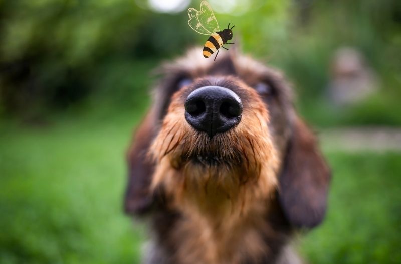 Bienenstich beim Hund – was ist zu tun?