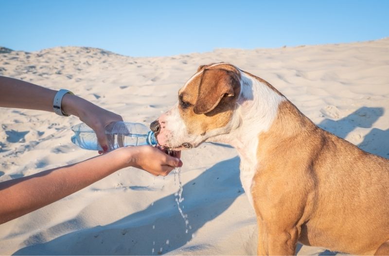 Hitzschlag beim Hund – Erste Hilfe bei Überhitzung