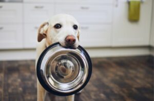 Gesundes Nassfutter für Hunde