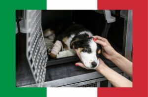 Tierschutz Italien
