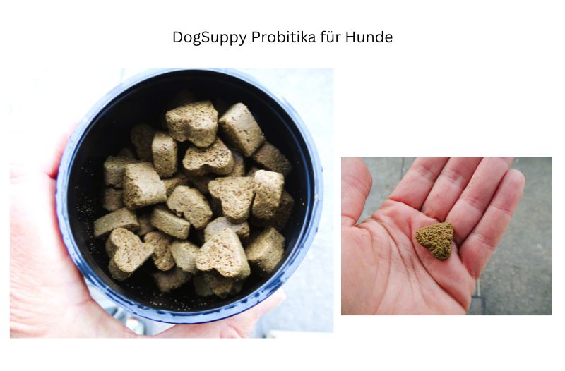 Probiotika Hund Test