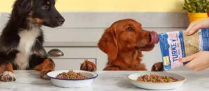 Butternut Box Rabatt