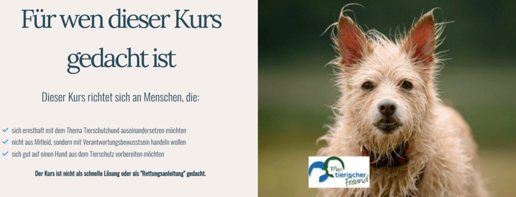 Onlinekurs Hund Tierheim
