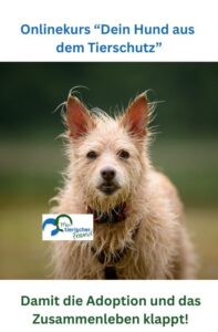 Hund Tierheim Kurs