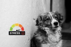 Stress beim Hund erkennen