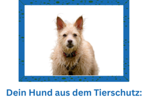 Hund aus dem Tierschutz