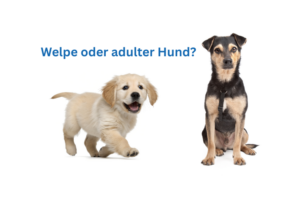 Welpe oder erwachsener Hund