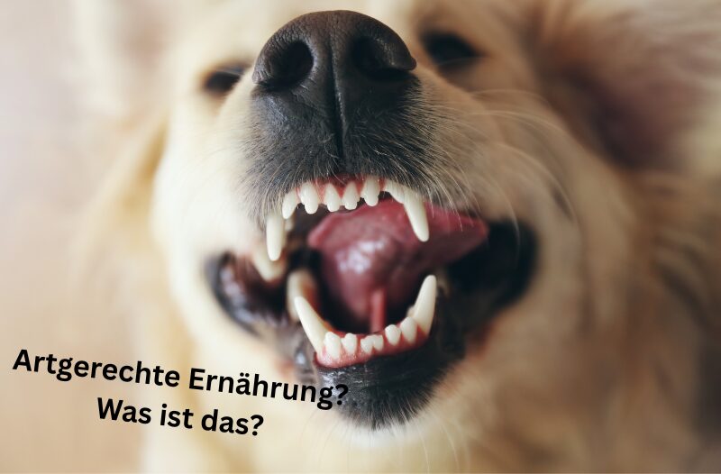 Artgerechtes Hundefutter  was ist das berhaupt?