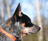 Cattle Dog