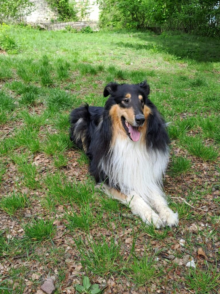 Amerikanischer Collie