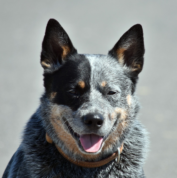 Cattle Dog