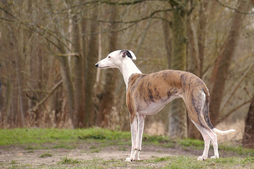Whippet