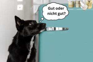 Nassfutter Hund