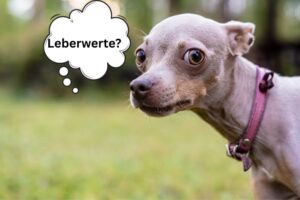 Hund Leberwerte erhöht