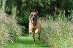 R&uuml;ckruftraining Hund