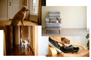 Hund allein bleiben