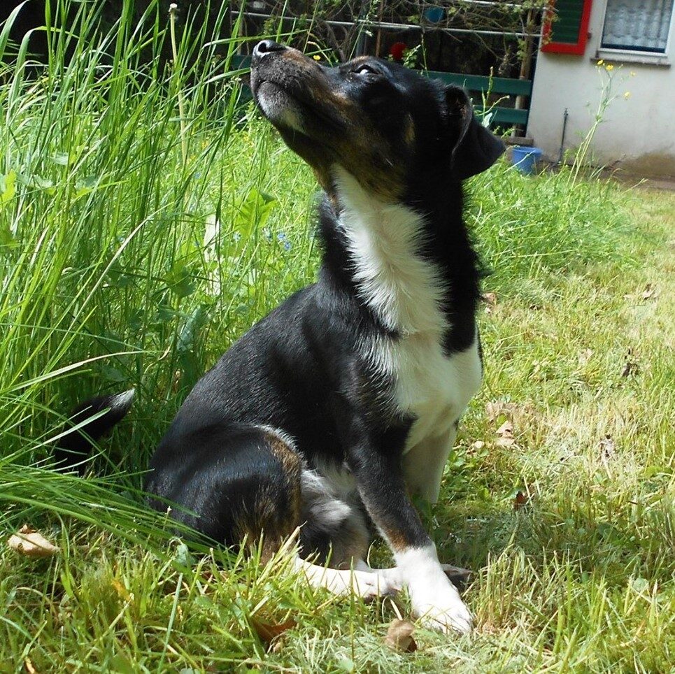 Jack Russel Terrier Mischling