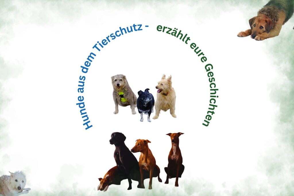 Hunde aus Tierschutz