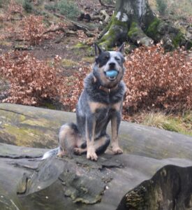 Cattle Dog