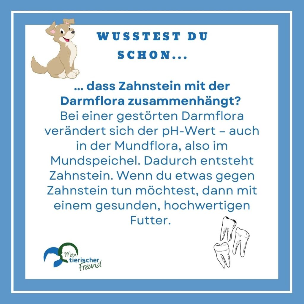Zahnstein Hund