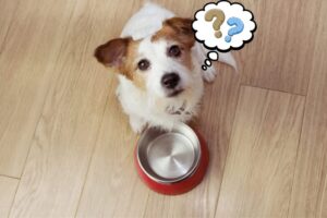 Fehler Ernaehrung Hund