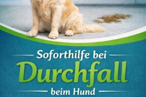 Durchfall beim Hund
