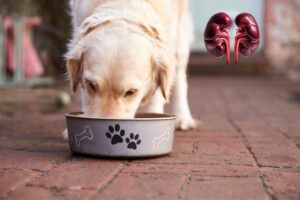Hund Niereninsuffizienz