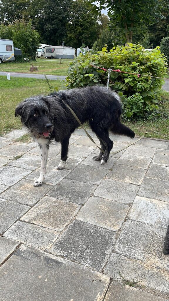 Hund aus dem Tierschutz