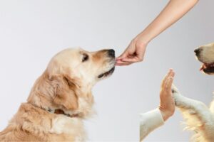 Handfuetterung Hund