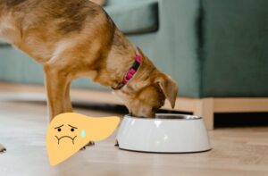 Hundefutter bei Leberproblemen