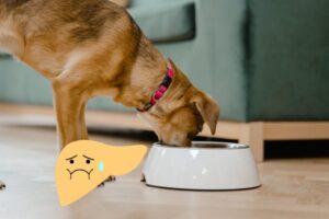 Hundefutter bei Leberproblemen