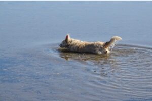 Hund Sommer