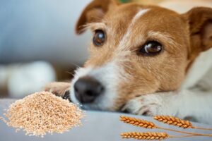 Hundefutter getreidefrei